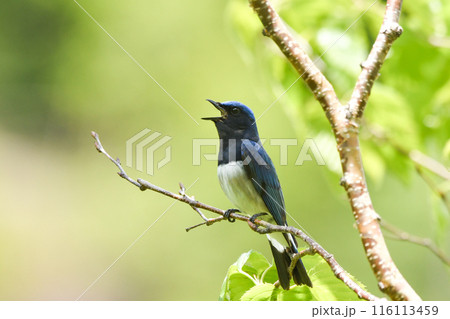オオルリ 116113459