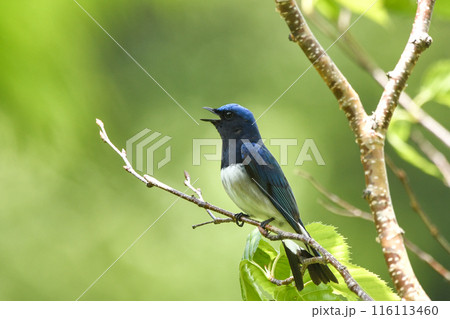 オオルリ 116113460