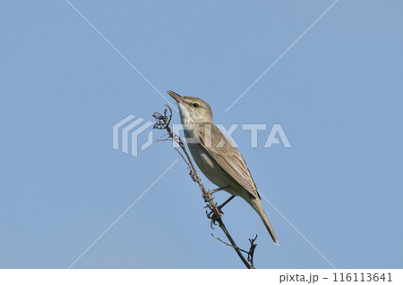 オオヨシキリ 116113641