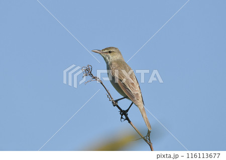 オオヨシキリ 116113677