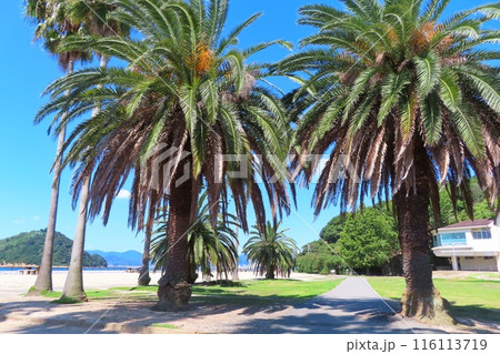 【広島県】瀬戸内海国立公園 大久野島 【広島県】瀬戸内海国立公園 大久野島 116113719
