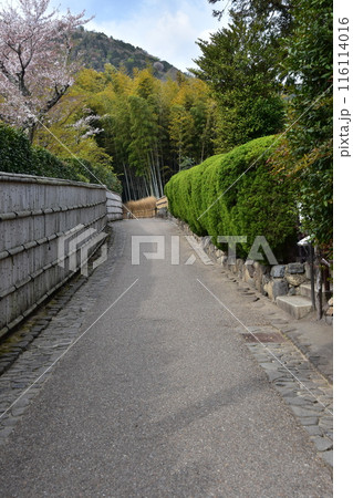 日本の春の京都　嵐山周辺の街並み　観光名所の竹林の小径近く　和を感じる竹垣と美しい桜と新緑 116114016