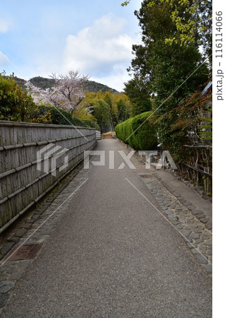日本の春の京都 嵐山周辺の街並み 観光名所の竹林の小径近く 和を感じる竹垣と美しい桜と新緑 日本の春の京都 嵐山周辺の街並み 観光名所の竹林の小径近く 和を感じる竹垣と美しい桜と新緑 116114066