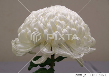 帯広の菊花展大輪白2 帯広の菊花展大輪白2 116114074
