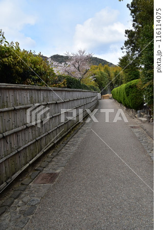 日本の春の京都 嵐山周辺の街並み 観光名所の竹林の小径近く 和を感じる竹垣と美しい桜と新緑 日本の春の京都 嵐山周辺の街並み 観光名所の竹林の小径近く 和を感じる竹垣と美しい桜と新緑 116114075