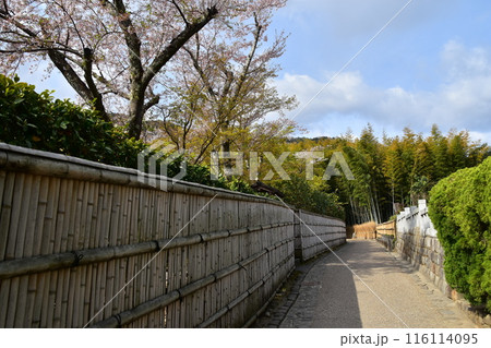 日本の春の京都　嵐山周辺の街並み　観光名所の竹林の小径近く　和を感じる竹垣と美しい桜と新緑 116114095