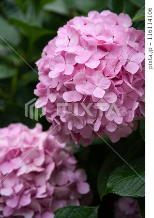 ピンクの大きな紫陽花 ピンクの大きな紫陽花 116114106