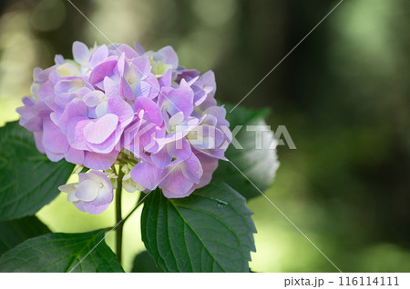 高原に咲くピンクの紫陽花 高原に咲くピンクの紫陽花 116114111