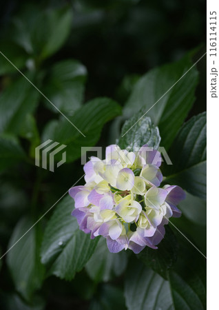 高原に咲く薄紫の紫陽花 高原に咲く薄紫の紫陽花 116114115