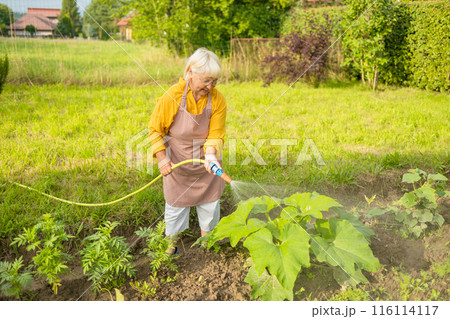 Senior woman watering fresh plants growing at home vegetable garden. Gardener taking care of plants at the backyard of her house. Concept of sustainability and growing organic 116114117