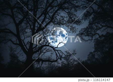 月光に照らされた夜の風景 116114147