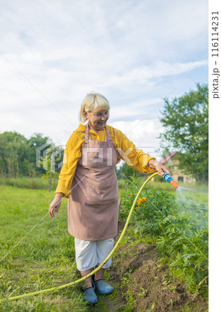 Senior woman watering fresh plants growing at home vegetable garden. Gardener taking care of plants at the backyard of her house. Concept of sustainability and growing organic 116114231