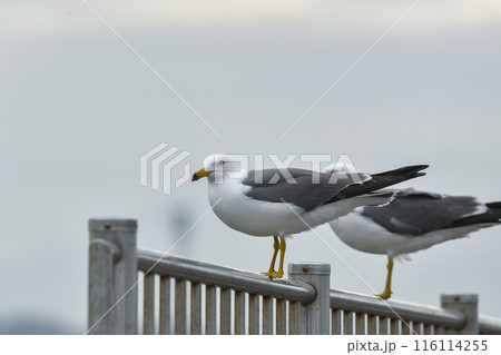 ウミネコ 116114255