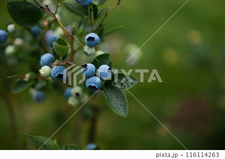 Blueberries ripen in summer garden, Vaccinium angustifolium organic blueberry produce Blueberries ripen in summer garden, Vaccinium angustifolium organic blueberry produce 116114263