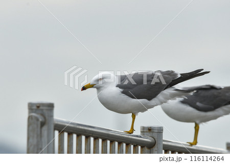 ウミネコ 116114264