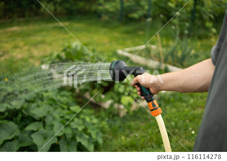 Caucasian gardener man holding hand hose sprayer and watering cucumber plants, herbs in garden 116114278
