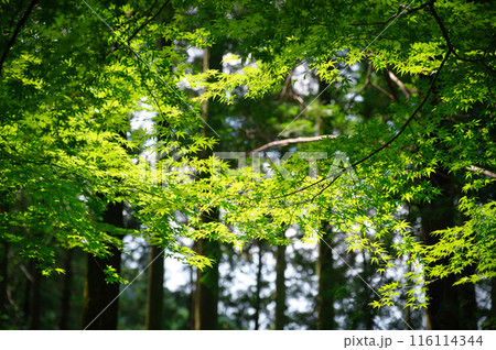 緑のある風景 116114344