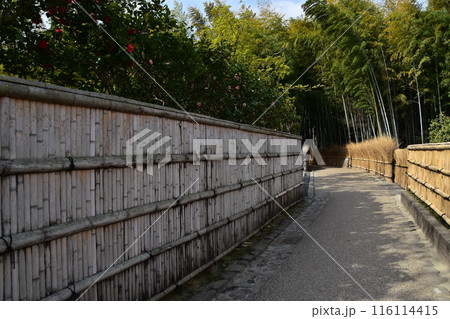 日本の春の京都 嵐山周辺の街並み 観光名所の竹林の小径 和を感じる竹垣が続く小道 日本の春の京都 嵐山周辺の街並み 観光名所の竹林の小径 和を感じる竹垣が続く小道 116114415