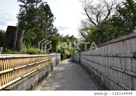 日本の春の京都　嵐山周辺の街並み　観光名所の竹林の小径　和を感じる竹垣が続く小道 116114444