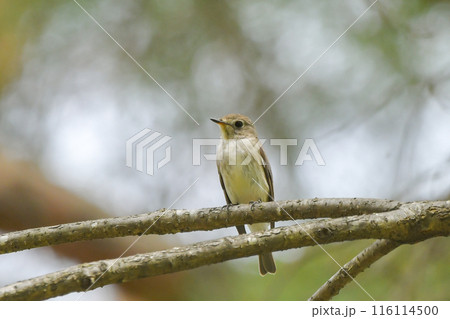 コサメビタキ 116114500