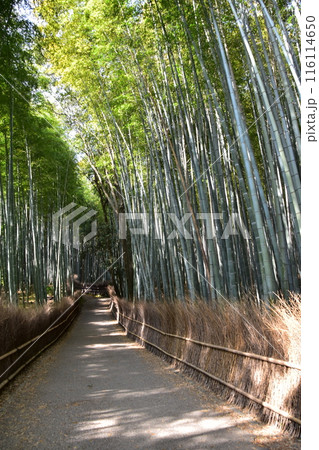 日本の春の京都 嵐山周辺の街並み 観光名所の竹林の小径 沢山の竹に囲まれた神秘的な小道 日本の春の京都 嵐山周辺の街並み 観光名所の竹林の小径 沢山の竹に囲まれた神秘的な小道 116114650