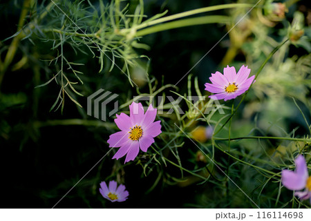 揺れる秋桜 116114698