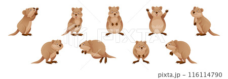 Funny Quokka as Short-tailed Scrub Wallaby with Rounded Ears in Different Pose Vector Set 116114790