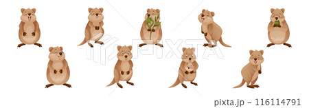 Funny Quokka as Short-tailed Scrub Wallaby with Rounded Ears in Different Pose Vector Set 116114791
