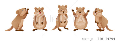 Funny Quokka as Short-tailed Scrub Wallaby with Rounded Ears in Different Pose Vector Set 116114794