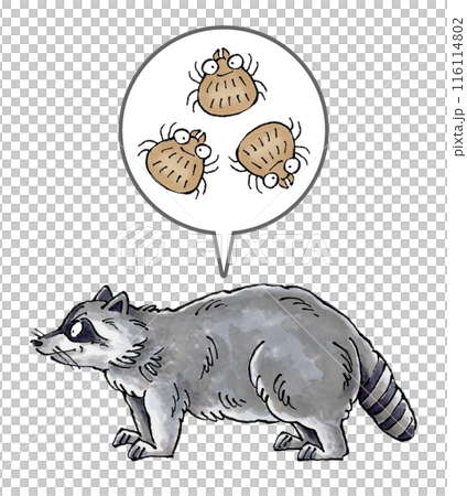 Raccoons and ticks 116114802