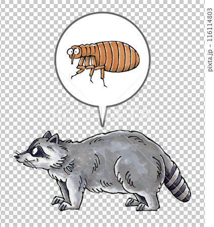 Raccoons and fleas 116114803