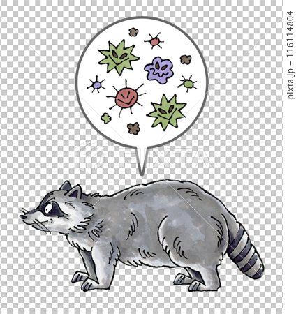 アライグマと病原菌 アライグマと病原菌 116114804