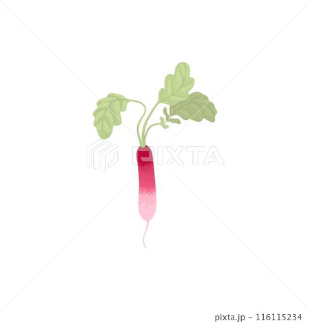 Fresh radish with top leaves icon. Organic tuber vegetable, harvest. Natural root veggies. Raw and healthy food crop composition. Flat graphic vector illustration isolated on white background 116115234