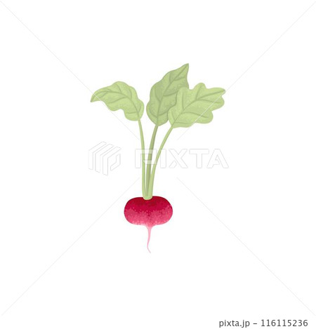 Fresh radish with top leaves icon. Organic tuber vegetable, harvest. Natural root veggies. Raw and healthy food crop composition. Flat graphic vector illustration isolated on white background 116115236