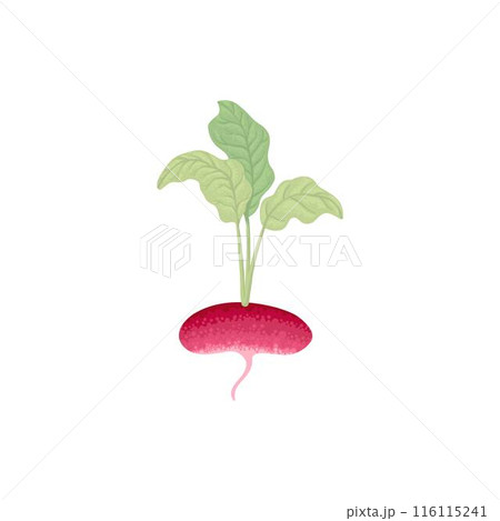 Fresh radish with top leaves icon. Organic tuber vegetable, harvest. Natural root veggies. Raw and healthy food crop composition. Flat graphic vector illustration isolated on white background Fresh radish with top leaves icon. Organic tuber vegetable, harvest. Natural root veggies. Raw and healthy food crop composition. Flat graphic vector illustration isolated on white background 116115241