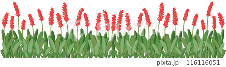 Red flower rowのイラスト素材 [116116051] - PIXTA