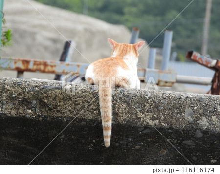 尻尾を垂らした後ろ向き茶トラネコ 116116174