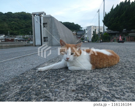 港でくつろぐ茶トラネコ 116116184