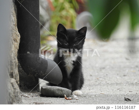 ちょっと寂しそうな黒子猫 ちょっと寂しそうな黒子猫 116116187