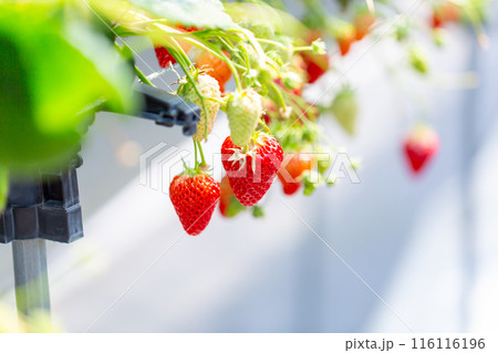 いちご狩り　苺ハウス 116116196