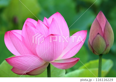 開花したハスの花と蕾　（高知県　土佐市　蓮池公園） 116116229