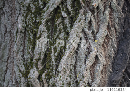 The bark of an old tree is covered with moss. The bark of an old tree is covered with moss. 116116384