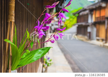 【妻籠宿】花と木曽路【木曽郡南木曽町】 【妻籠宿】花と木曽路【木曽郡南木曽町】 116116385