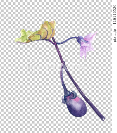 水彩で描いナスと花のイラスト【手描き】透過背景　白バック コピースペースあり 116116526