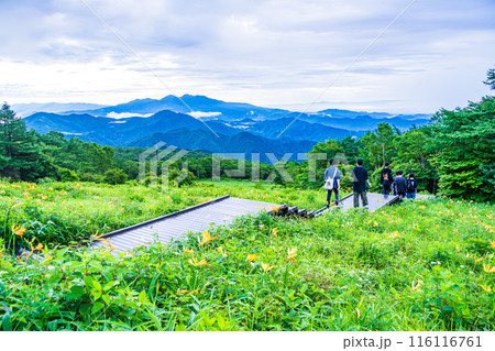 【栃木県】日光・霧降高原  キスゲ平園地のニッコウキスゲ　早朝 116116761
