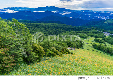 【栃木県】日光・霧降高原 キスゲ平園地のニッコウキスゲ 早朝 【栃木県】日光・霧降高原 キスゲ平園地のニッコウキスゲ 早朝 116116770