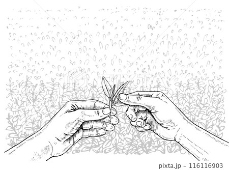 Hand picking Tea leaves on a plantation. Vector hand drawn illustration. Selected quality tea sketch drawing. Black and white art. Editable backgrounds. For drink packaging design Hand picking Tea leaves on a plantation. Vector hand drawn illustration. Selected quality tea sketch drawing. Black and white art. Editable backgrounds. For drink packaging design 116116903