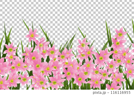 Zephyranthes flower card 2 Zephyranthes flower card 2 116116955