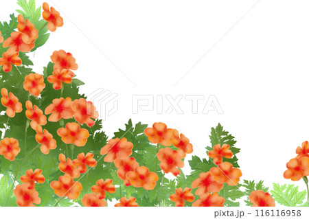 節黒仙翁(フシグロセンノウ)の花のカード2 節黒仙翁(フシグロセンノウ)の花のカード2 116116958