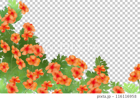 節黒仙翁(フシグロセンノウ)の花のカード2 節黒仙翁(フシグロセンノウ)の花のカード2 116116958
